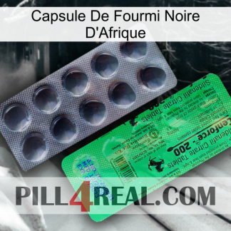 Africa Black Ant Capsule new04